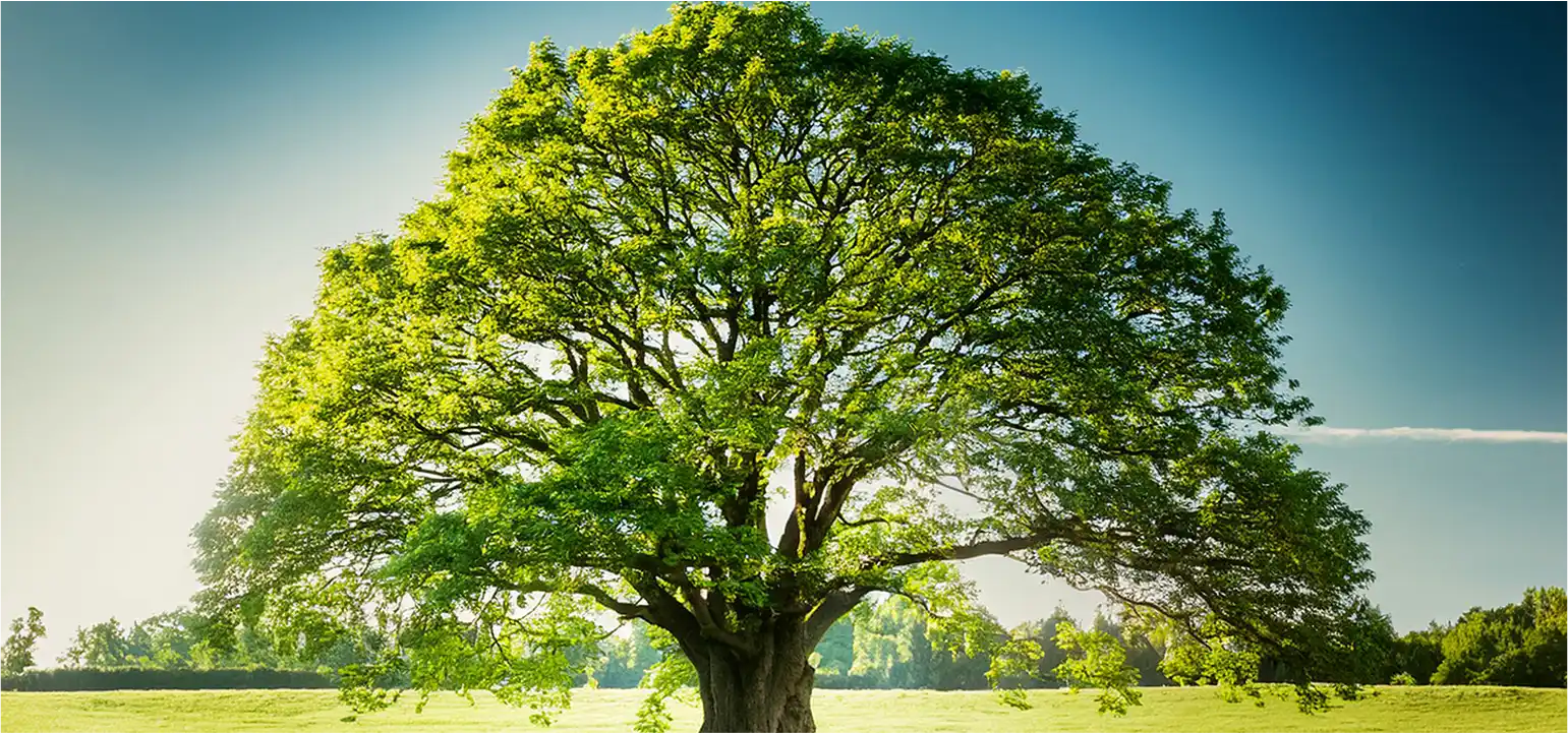 mentorship tree for prop firm